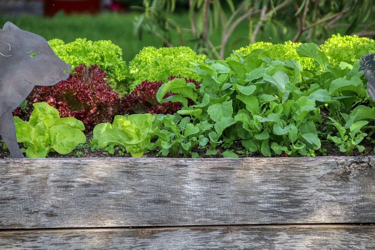 Leafy vegetables growing in a raised garden bed