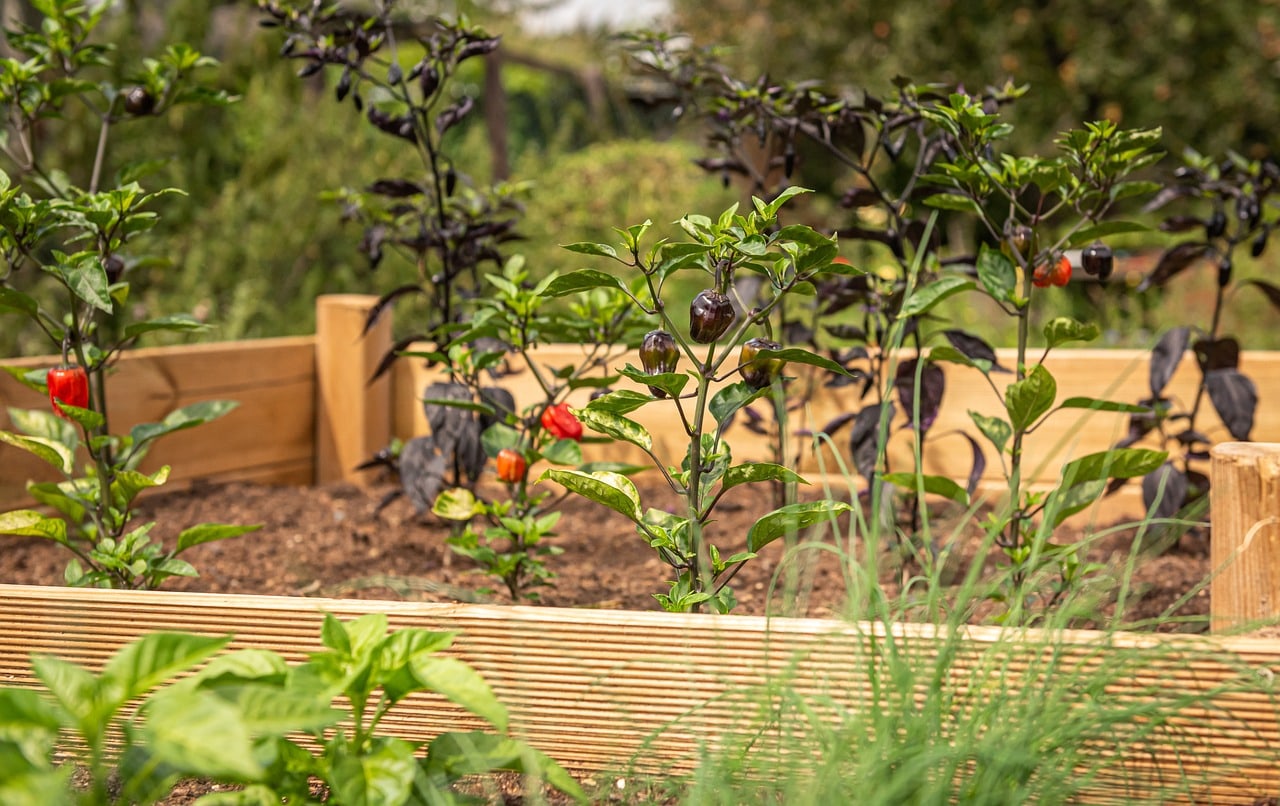 Sunlit raised garden beds with chili pepper and herb plants