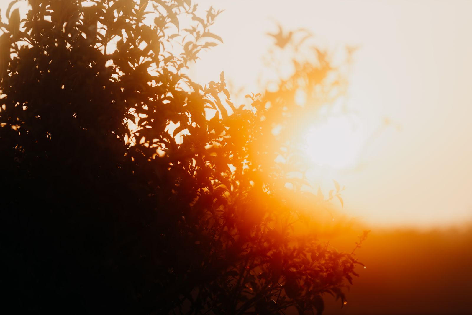 Silhouette of a tree against a glowing sky during golden hour