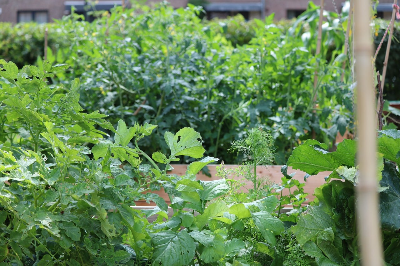 Raised vegetable garden beds receiving direct sunlight, illustrating how garden exposure changes through the day