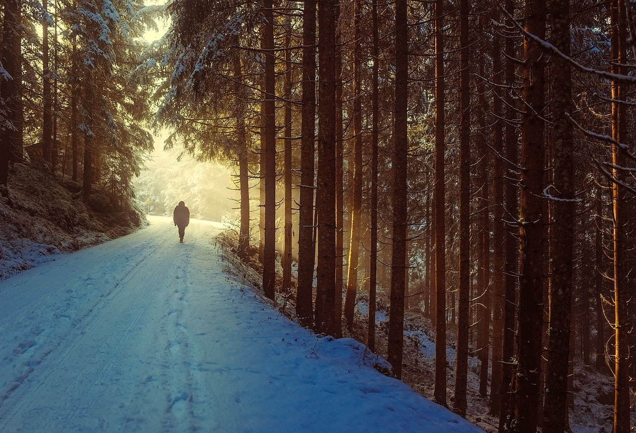 Walker on a snowy forest track with low winter sun shining through the trees