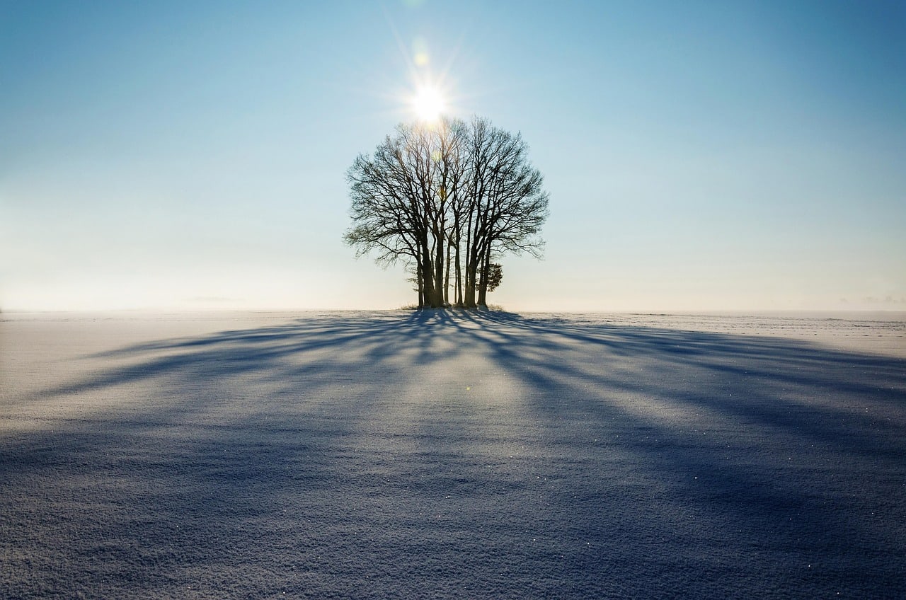 Long winter shadows from bare trees stretching across snow